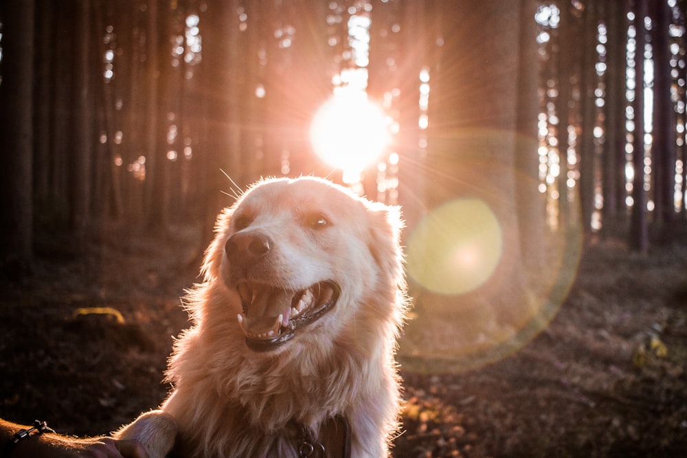 dog in forest with sun rays