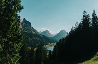 pine trees in front of mountain ranges