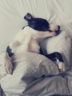 A serene scene of a dog resting peacefully in a cozy bed.