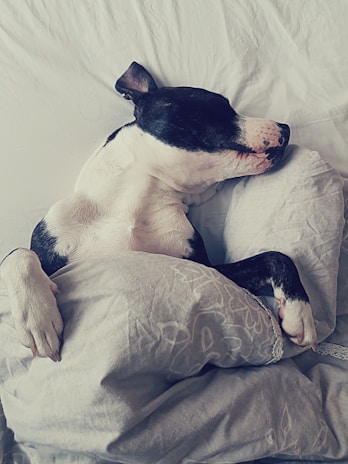 A serene scene of a dog resting peacefully in a cozy bed.