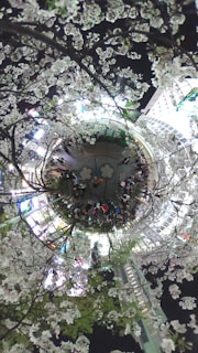 A spherical panorama featuring cherry blossom trees surrounding a bustling urban area at night. Bright city lights illuminate the scene, creating a lively atmosphere in contrast with the calm and delicate blossoms.