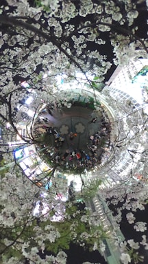 A spherical panorama featuring cherry blossom trees surrounding a bustling urban area at night. Bright city lights illuminate the scene, creating a lively atmosphere in contrast with the calm and delicate blossoms.