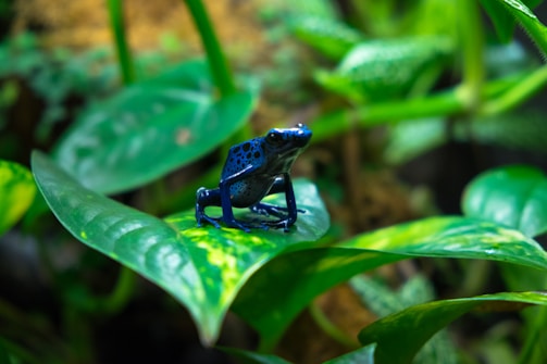 A striking image of a rare blue poison dart frog perched on a leaf.