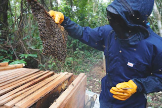 A beekeeper wearing protective gear inspecting honeycombs filled with bees.