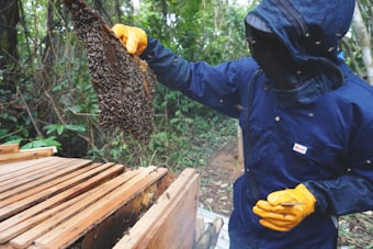 A person wearing protective beekeeping gear, including a blue suit and yellow gloves, is inspecting a honeycomb full of bees. They are outdoors in a lush, green, forested area beside a wooden beehive structure.