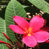 A gardener’s hands gently pruning a vibrant pink plumeria branch.
