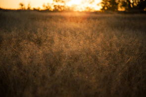 A serene Midwest prairie landscape at golden hour with tall grasses swaying gently.