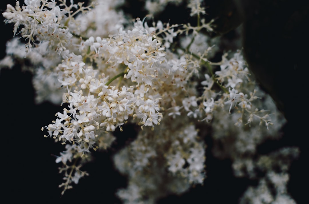 white flower