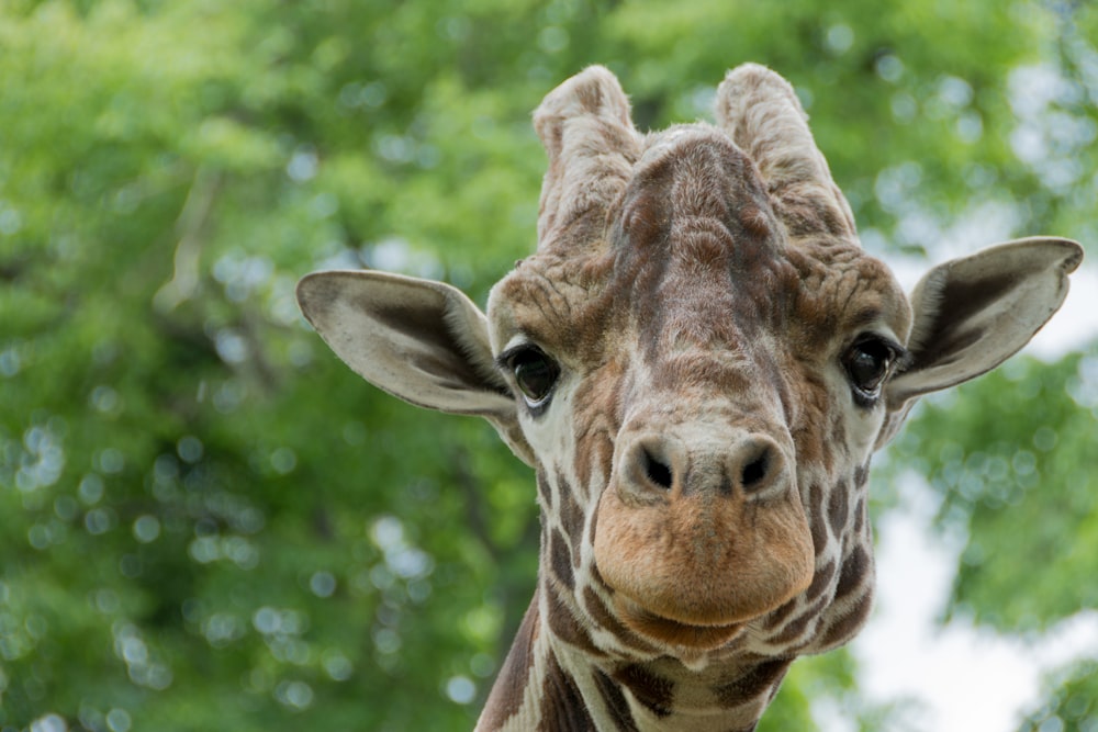 Photographie en gros plan de girafe pendant la journée