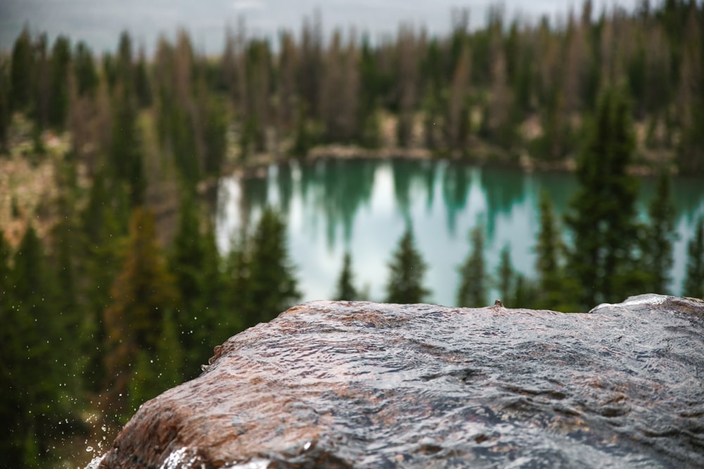 shallow focus photography of rock cliff