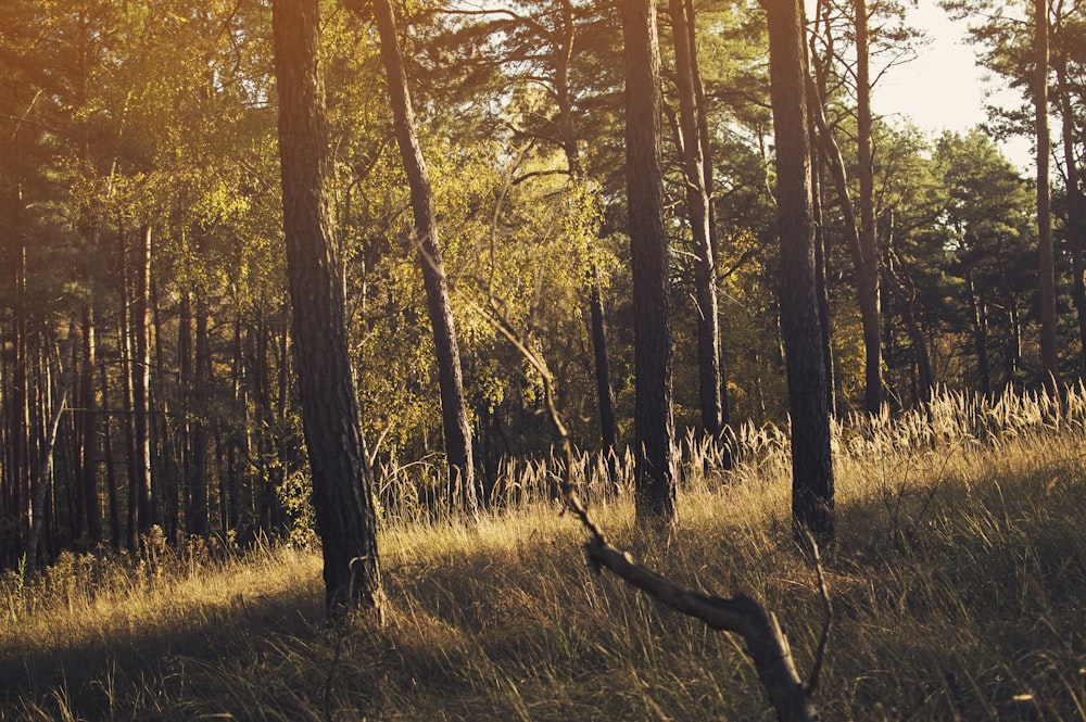 arbres à feuilles vertes sous un champ brun