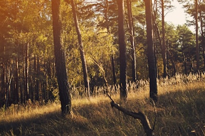 green leafed trees under brown field