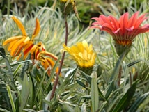 Vibrant, colorful flowers among dense green foliage with petals in shades of orange, yellow, and pink. The plants have long, slender leaves with a slightly glossy finish.