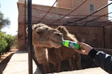A camel is being fed from a bottle of Sprite by a person in a casual jacket. The setting appears to be outdoors, with a rustic building and greenery in the background. Wire fencing is visible above the camel.