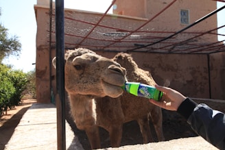 A camel is being fed from a bottle of Sprite by a person in a casual jacket. The setting appears to be outdoors, with a rustic building and greenery in the background. Wire fencing is visible above the camel.