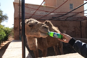 A camel is being fed from a bottle of Sprite by a person in a casual jacket. The setting appears to be outdoors, with a rustic building and greenery in the background. Wire fencing is visible above the camel.