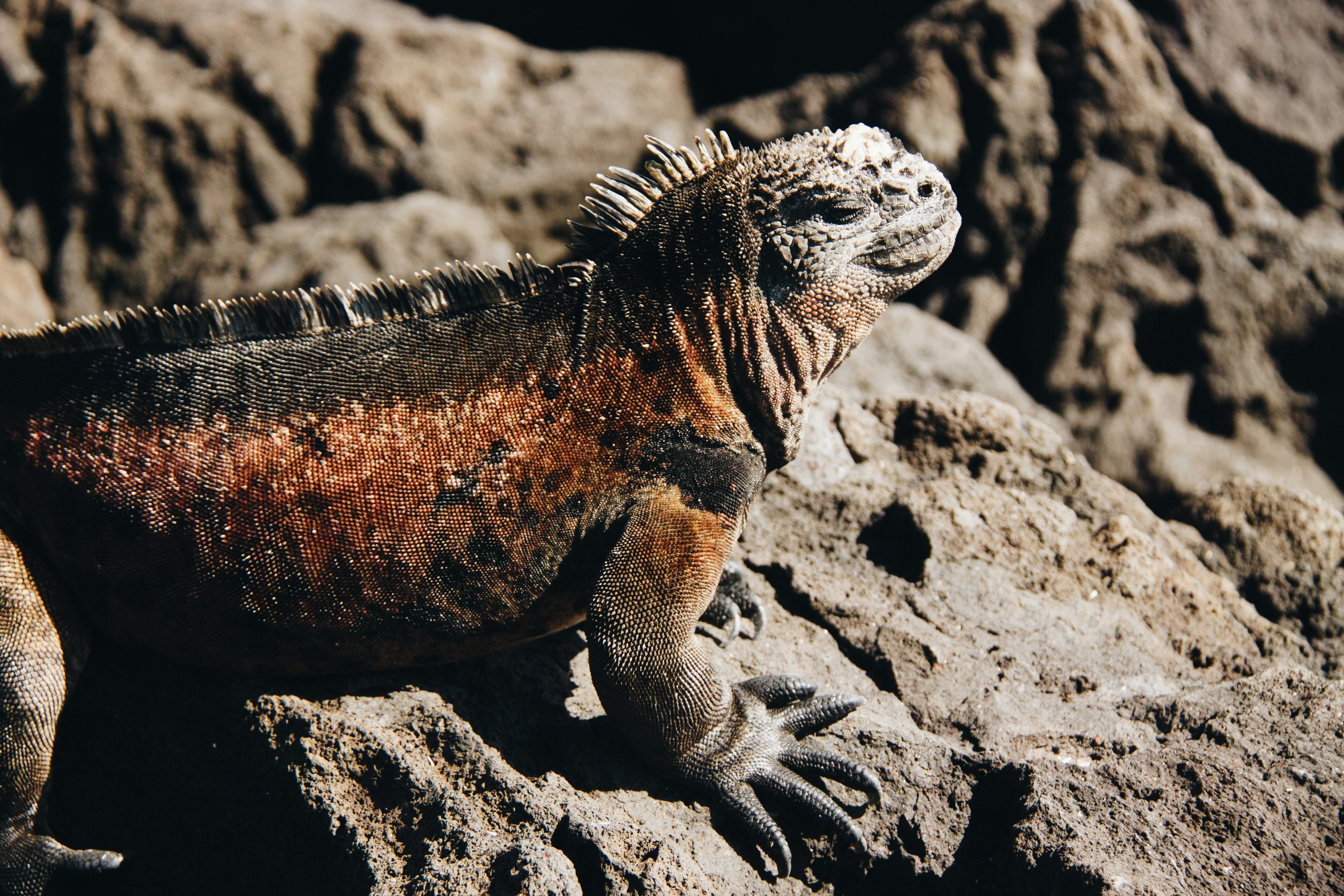 Marine Iguanas (image credits: unsplash)
