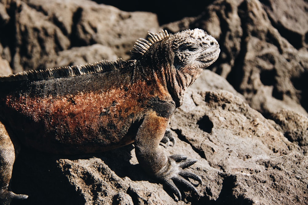 brown and black bearded dragon on rock formation