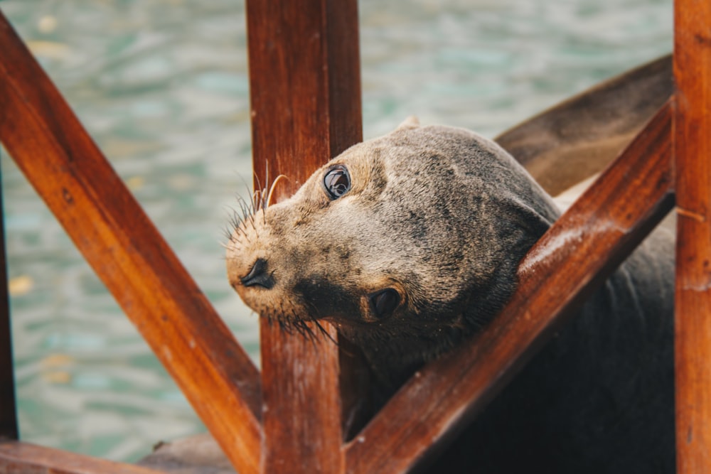 black seal leaning on brown wooden planks beside body of water