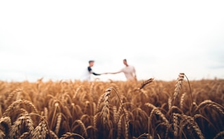 two persons standing on wheat field