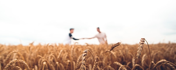 two persons standing on wheat field