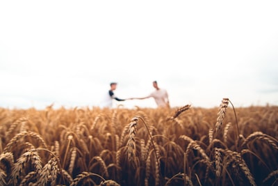 two persons standing on wheat field harvest teams background