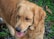 A golden retriever with a fluffy coat, panting with its tongue out. It stands on a ground covered with small stones and greenery, suggesting an outdoor setting.