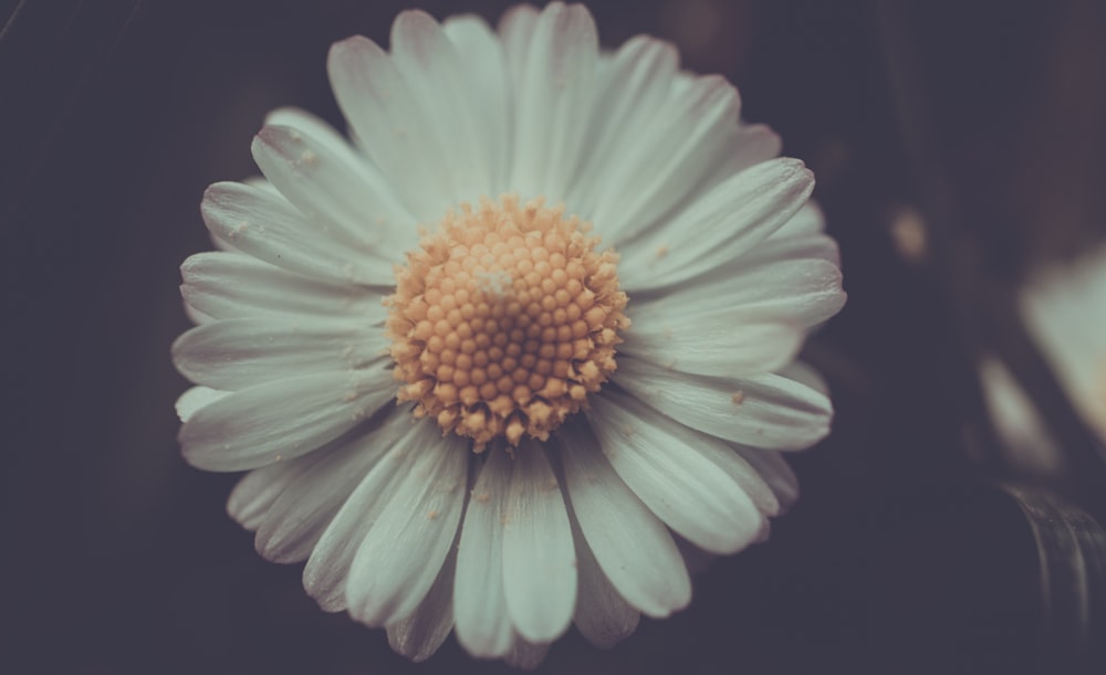 close up photo of white daisy flower