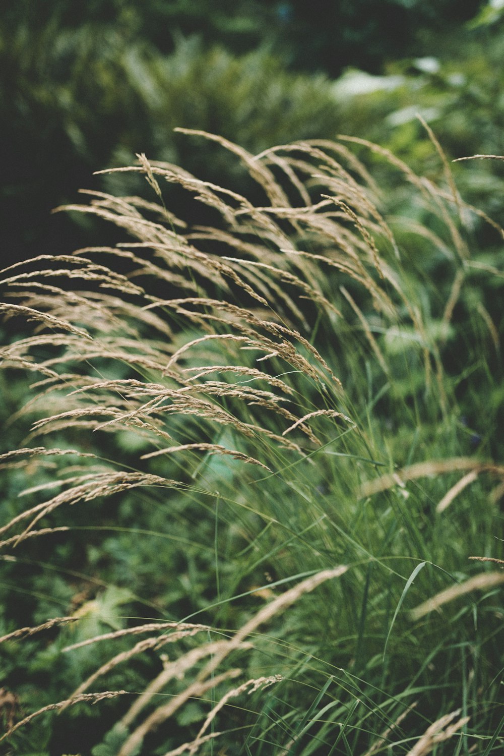 tall grass blowing in the wind on a sunny day