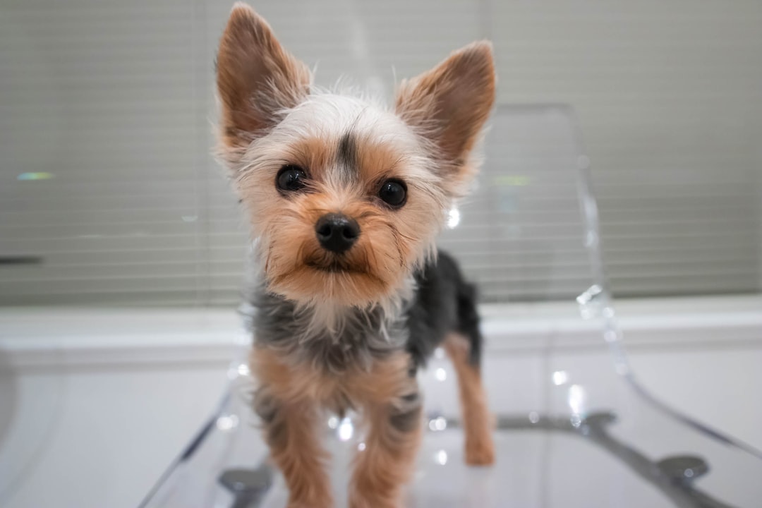 The Lively Charm of Yorkshire Terriers: Understanding Their Unique Characteristics and Temperament