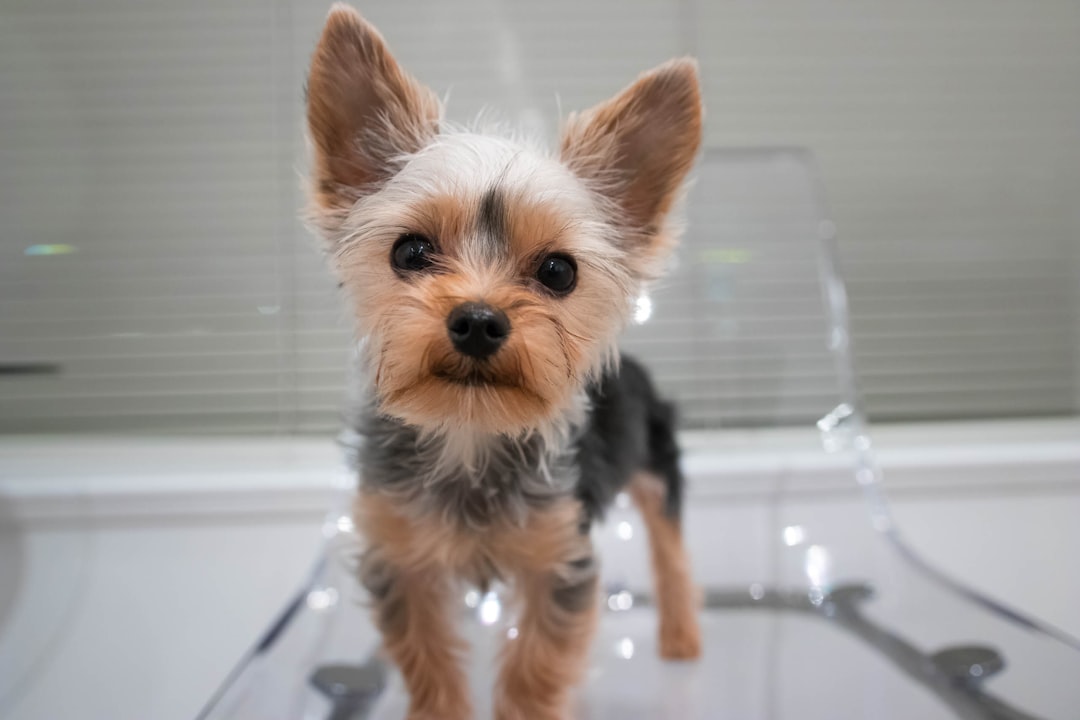 Yorkshire Terriers: Unveiling the Fascinating History and Endearing Traits