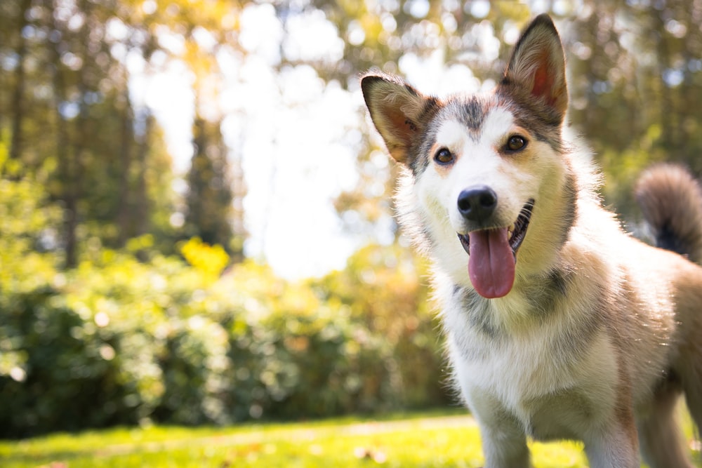 Weißer und schwarzer Siberian Husky-Welpe tagsüber auf grünem Grasfeld