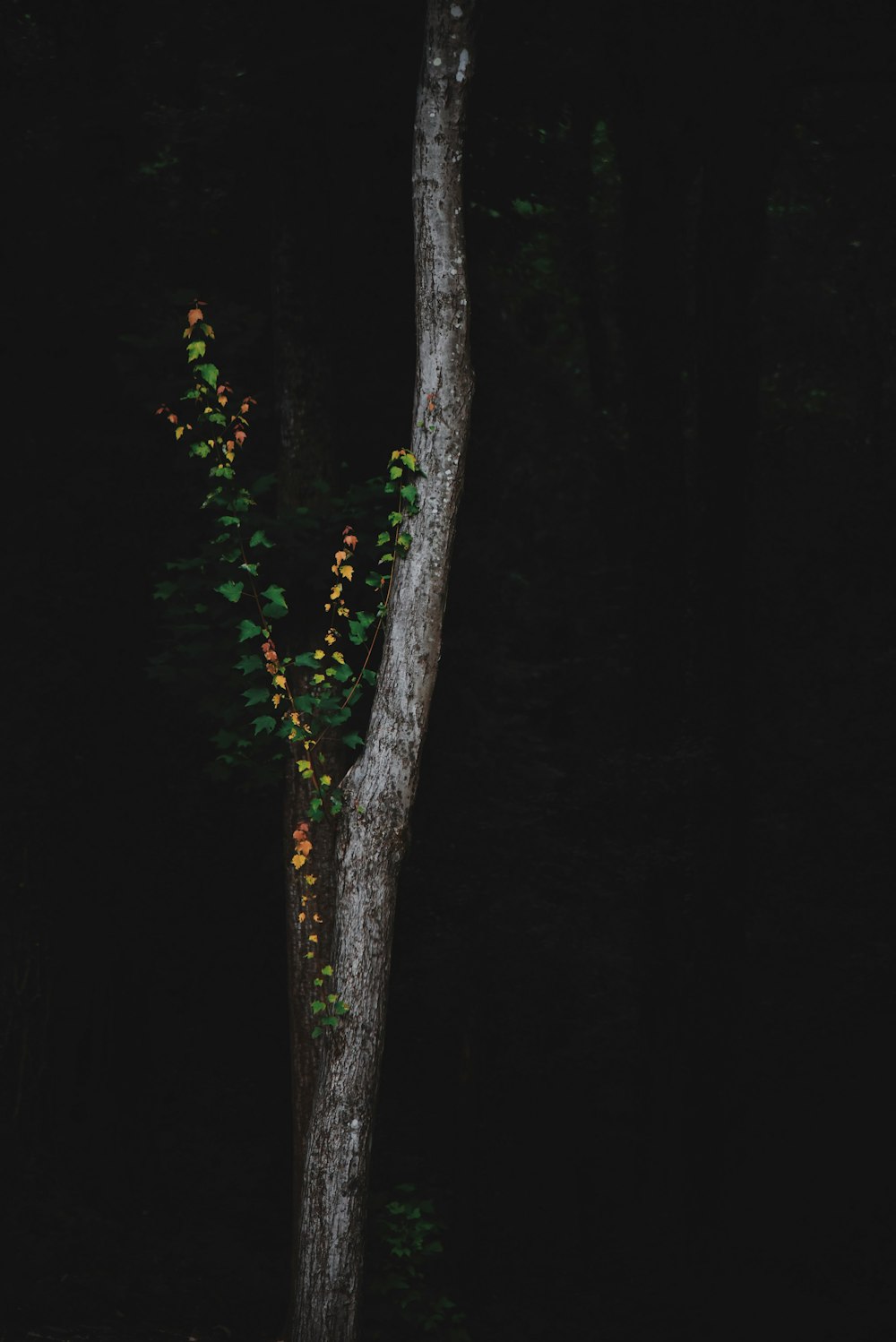 silhouette of green tree