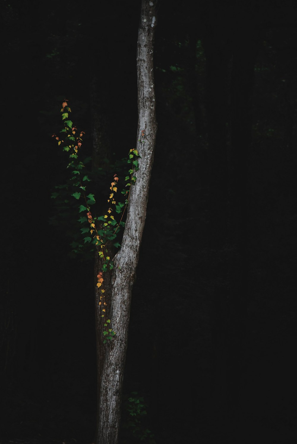 silhouette d’arbre vert