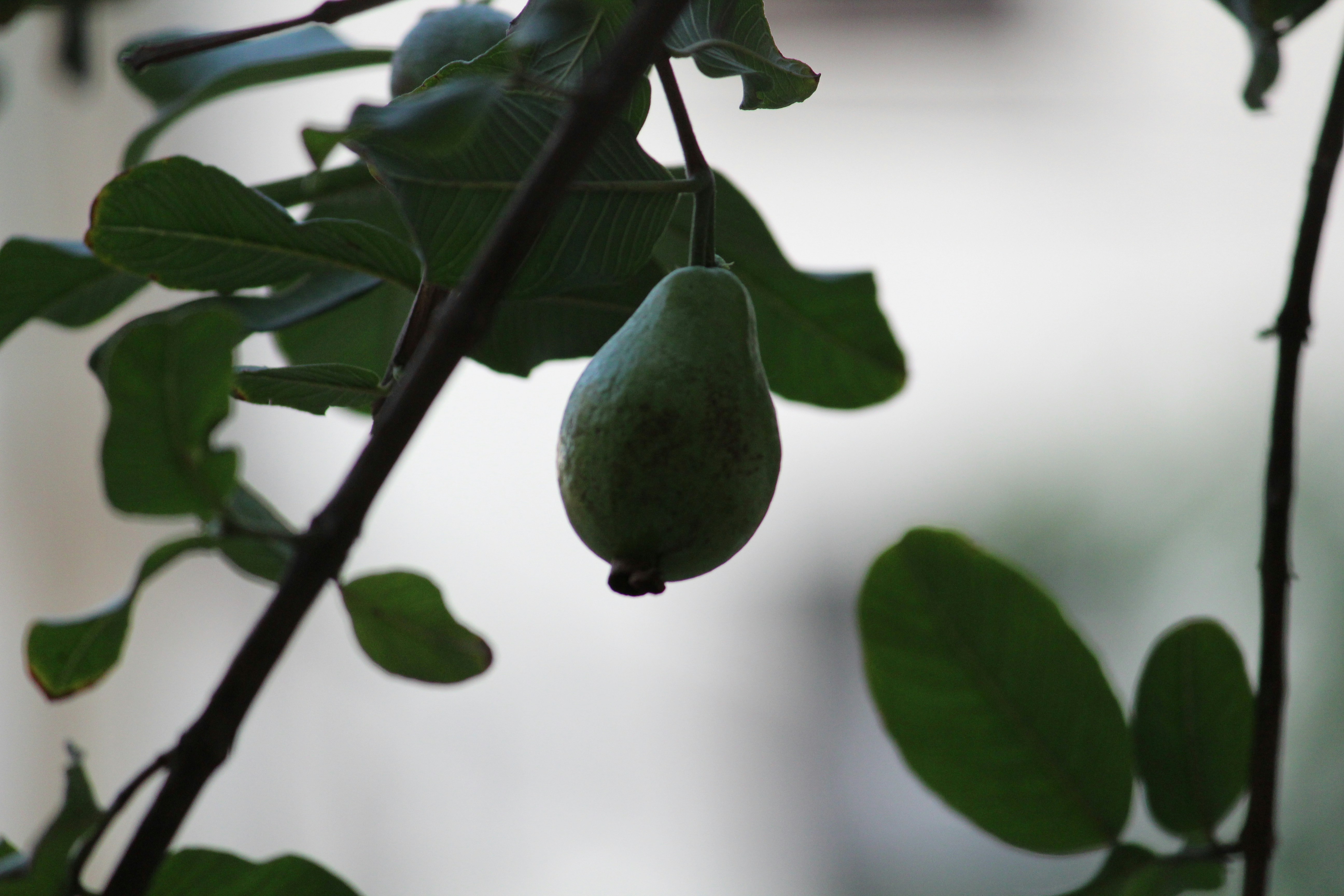 Guava: A Power-Packed Fruit for Everyone, from Casual Eaters to Athletes