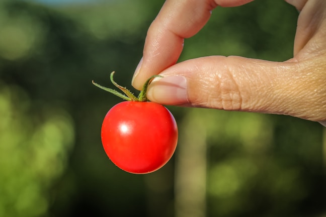 A close-up of a hand tossing a ripe tomato against a bright blue sky.