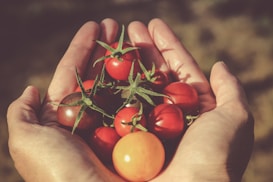 A pair of hands gently cradling an assortment of small, ripe tomatoes. The tomatoes are vibrant and vary in shades of red and orange. The focus is on the natural textures and colors, suggesting a sense of freshness and organic quality.
