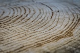 Close-up of the cross-section of a tree trunk displaying annual growth rings in a pattern of concentric circles.