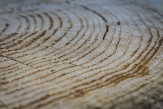Close-up of the cross-section of a tree trunk displaying annual growth rings in a pattern of concentric circles.