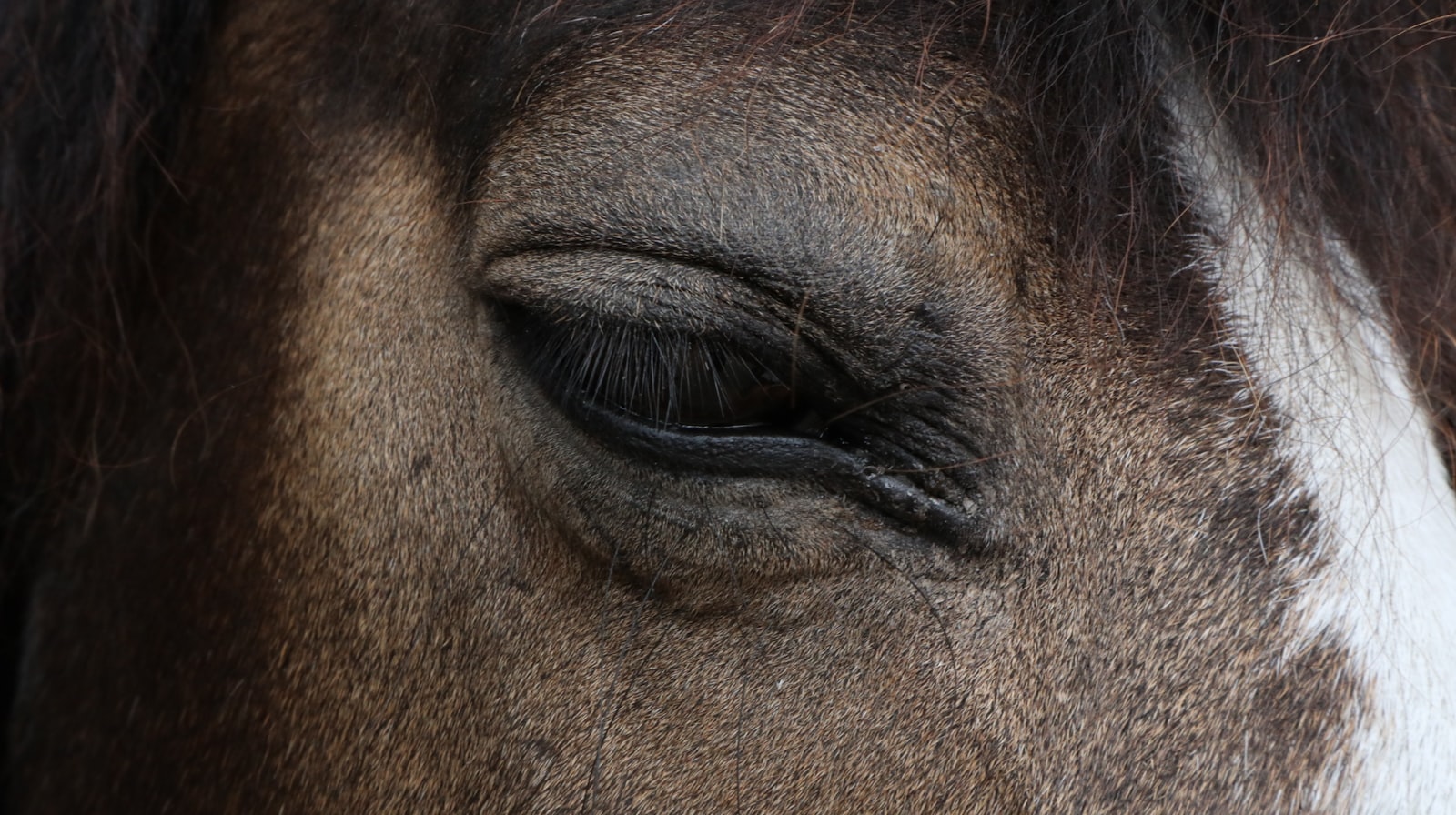 Canon EOS M5 + Canon EF-M 15-45mm F3.5-6.3 IS STM sample photo. Right horse eye photography