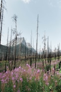 An inspiring landscape symbolizing new beginnings and opportunities.
