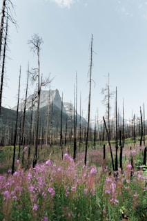 A landscape with tall, bare trees standing against a backdrop of mountains, surrounded by vibrant wildflowers in bloom. The scene appears to depict a regrowth area after a fire, with the charred remains of old trees and new vegetation rising from the ground.