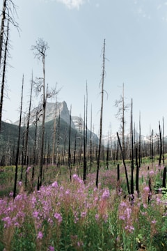 An inspiring landscape symbolizing new beginnings and opportunities.