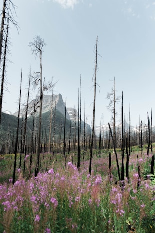 A landscape with tall, bare trees standing against a backdrop of mountains, surrounded by vibrant wildflowers in bloom. The scene appears to depict a regrowth area after a fire, with the charred remains of old trees and new vegetation rising from the ground.