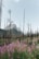 A landscape with tall, bare trees standing against a backdrop of mountains, surrounded by vibrant wildflowers in bloom. The scene appears to depict a regrowth area after a fire, with the charred remains of old trees and new vegetation rising from the ground.