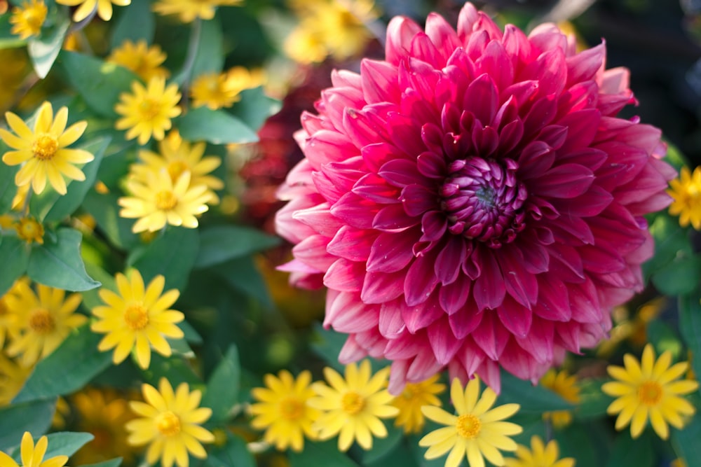 pink cluster flower