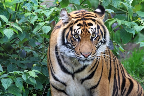 A vibrant image of a tiger in its natural habitat surrounded by lush greenery.