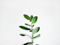 green leaf plant
