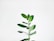 green leaf plant