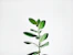 green leaf plant